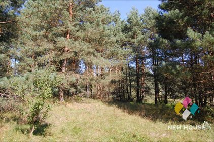 Działka rolna na sprzedaż Giławy 3 009m2 Foto 3