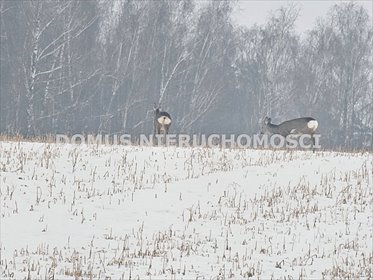 Działka z własnym stawem, warunki zabudowy, cisza działka Rozworzyn