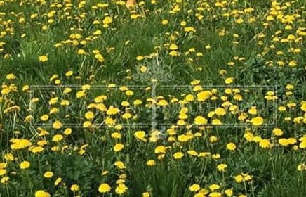 Działka budowlana 1496 m² z mediami, spokojna okolica - polecam! działka Żołędowo