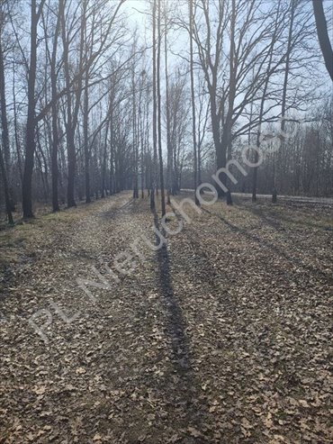 Działka z lasem w Milanówku, 3 717 m², warunki zabudowy działka Milanówek