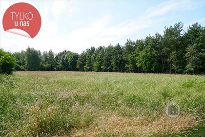 Działka 2,43 ha z lasem i rolami, dojazd asfaltowy. działka Stare Kurowo
