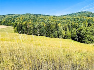 działka na sprzedaż 10000m2 działka Żurowa