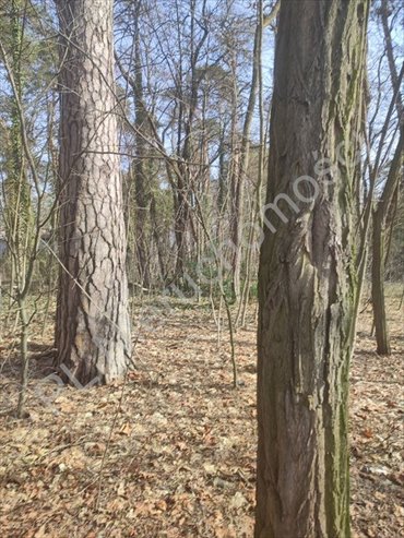 Działka 1800 m² pod zabudowę w Milanówku z mediami działka Milanówek