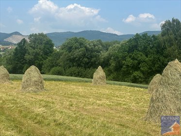 Działka 2100 m² z warunkami zabudowy w Męcinie - zielona ściana działka Męcina