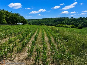 działka na sprzedaż 11000m2 działka Zerwana