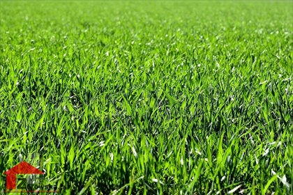 działka na sprzedaż 878m2 działka Kędzierzyn-Koźle, Kłodnica