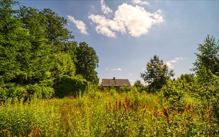 Działka inwestycyjna na sprzedaż Sitne 8 900m2 Foto 2