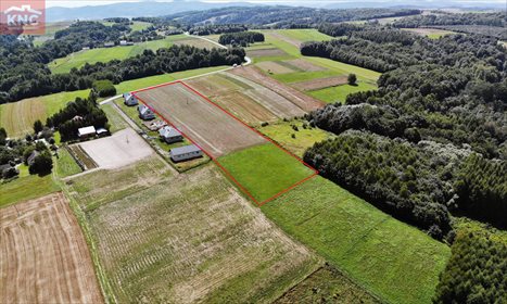 Działka inwestycyjna na sprzedaż Niewodna 14 000m2 Foto 4