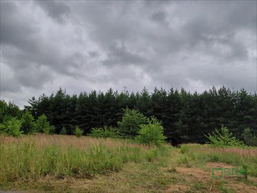 Polecam dużą działkę 1,56 ha z lasem i dostępem w Wesołej działka Mysłowice, Wesoła, Aleja Spacerowa i ul. Zacisze