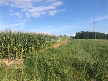 działka na sprzedaż 9863m2 działka Guty Rożyńskie