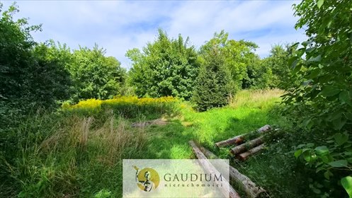 Do sprzedania działka 4927 m² w Lubiance z lasem i potencjałem rekreacyjnym działka Lubianka