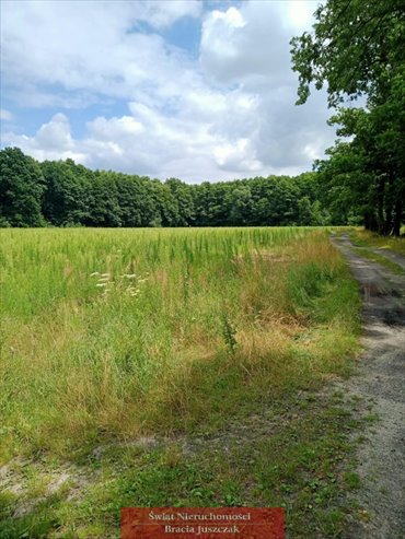 Sprzedam działkę 11 353 m² w Dębinie - spokój i przyroda działka Dębina