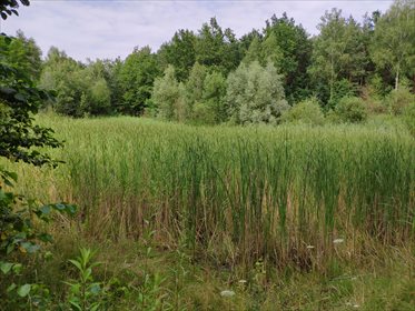 Działka budowlana na sprzedaż Chotyłów 8 503m2 Foto 6