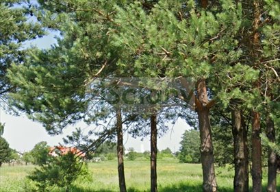 działka na sprzedaż 12900m2 działka Janki