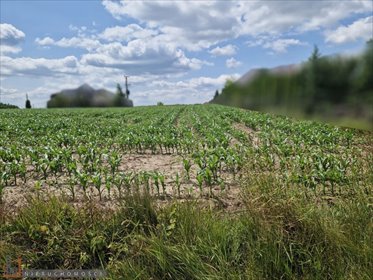 Działka 1257 m² w Dojazdowie - polecam działka Dojazdów