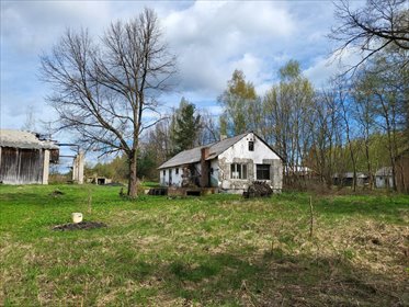 Dębiny: 2,89 ha z domem, malinami i potencjałem na biznes dom Dębiny