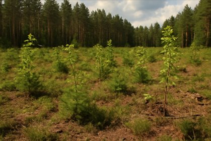 Leśna działka 2,78 ha z planem urządzania lasu działka Saki
