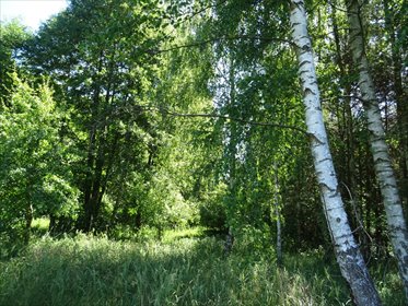 działka na sprzedaż 3270m2 działka Adamów