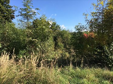 Działka rolna na sprzedaż Mikołów, Gniotek 2 493m2 Foto 3