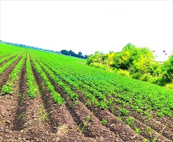 działka na sprzedaż 90000m2 działka Milęcin