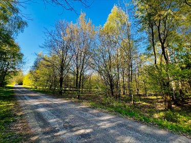 Działka leśna z warunkami zabudowy, prywatność i klimat działka Biadoliny Radłowskie