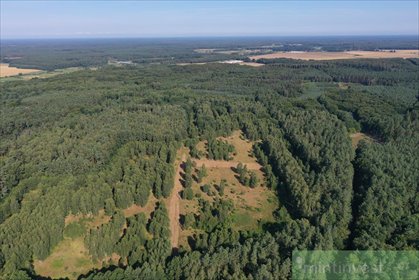 Działka pod zabudowę w Krzywicach, las, media, 2,9 ha działka Krzywice