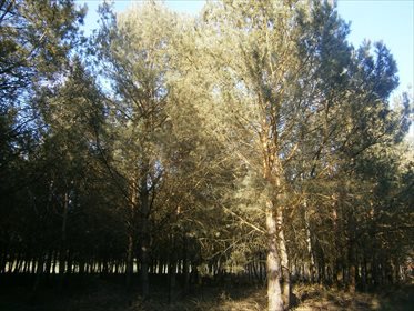 Działka leśna na sprzedaż Stara Wiśniewka 55 661m2 Foto 6