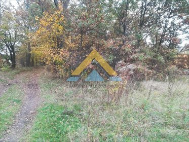 Działka leśna na sprzedaż Suchowo 19 300m2 Foto 4