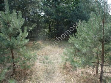 Działka rolna na sprzedaż Osęczyzna 2 200m2 Foto 5