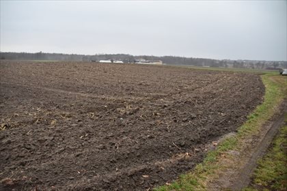 Działka budowlana na sprzedaż Łuków Śląski 3 750m2 Foto 6