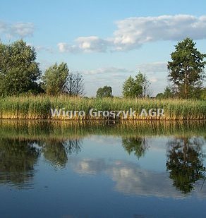 działka na sprzedaż 4446m2 działka Kiełpin Poduchowny