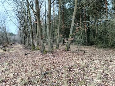 działka na sprzedaż 15000m2 działka Drogoszowice