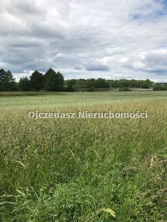 Sprzedam działkę 5500 m² w lesie bez sąsiadów działka Orłowo