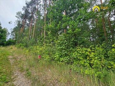 Do sprzedania las 70-letni 10 069 m² w Strzegomek działka Strzegomek