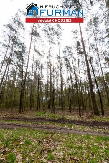 Działka leśna na sprzedaż Tarnowo 19 800m2 Foto 3