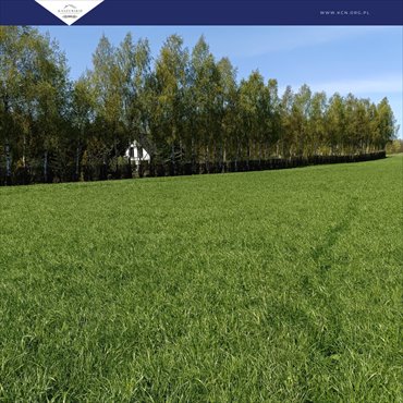 działka na sprzedaż 1011m2 działka Rębiska, Złota