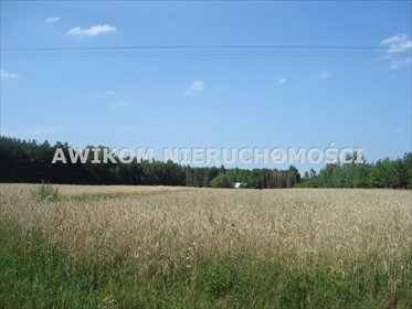 Działka siedliskowa 33 900 m² pod lasem - polecam działka Borowiec