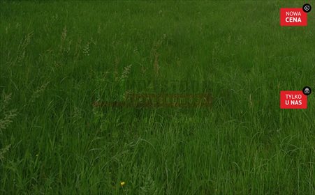 Działka inna na sprzedaż Przylesie, DOBRA LOKALIZACJA! 11 882m2 Foto 1