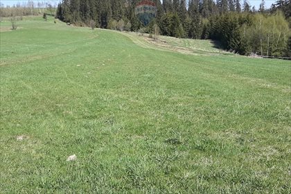 Działka rolna na sprzedaż Pieniążkowice 2 528m2 Foto 3
