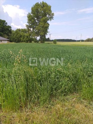 Działka budowlana na sprzedaż Ogrodzisko, Ogrodzisko, Ogrodzisko 2 100m2 Foto 2