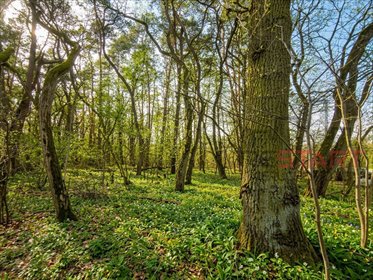 Działka 6500 m² w Książenicach z potencjałem. działka Książenice