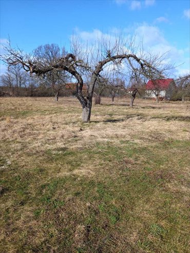 Działka 30 arów z drzewami pod dom w Tymowej - zapraszam działka Ścinawa