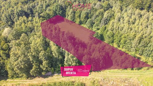 Działka leśna na sprzedaż Dylągówka 4 300m2 Foto 1