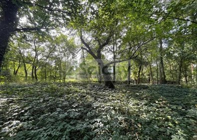 działka na sprzedaż 2484m2 działka Podkowa Leśna