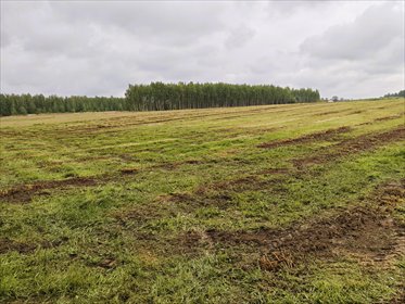Działka rolna 2,95 ha z dobrym kształtem i kulturą rolniczą działka Kowiesy, Pękoszew, Pękoszew