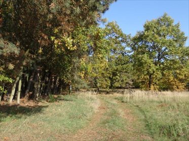 Działka budowlana na sprzedaż Karolina 4 000m2 Foto 2