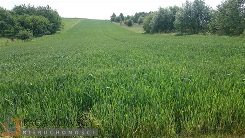 działka na sprzedaż 6000m2 działka Wierzchowie