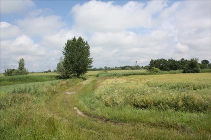 Działka rolna na sprzedaż Świerznica, Stegna 80 300m2 Foto 3