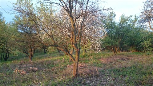 działka na sprzedaż 14000m2 działka Iwanowice, Zamoście