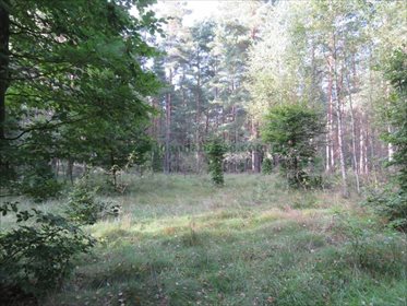 Działka rolna na sprzedaż Jeleniowo 10 000m2 Foto 4
